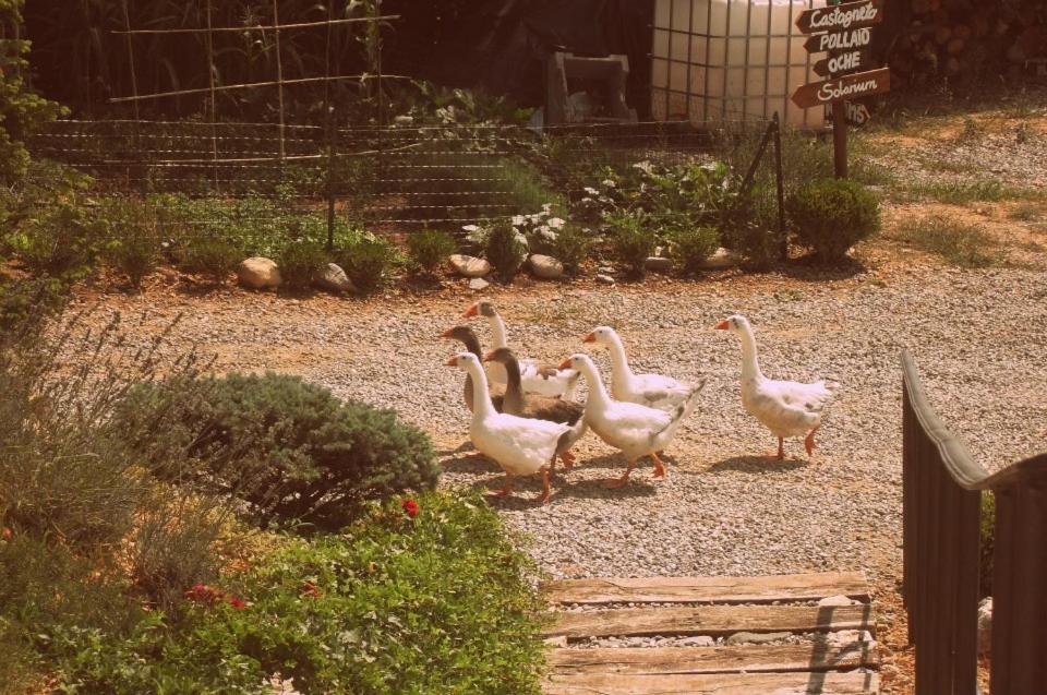 Almenno San Bartolomeo Agriturismo Al Robale מראה חיצוני תמונה