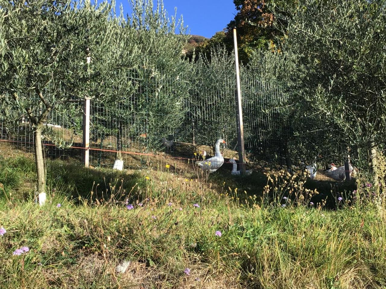 Almenno San Bartolomeo Agriturismo Al Robale מראה חיצוני תמונה